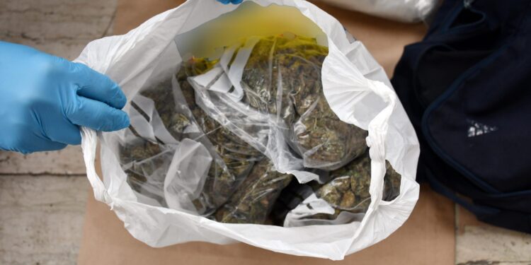 Zaplenjena marihuana u Pančevu