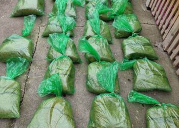 MUP: Kod Pančevke pronađeno 143 kilograma rezanog duvana bez porekla
