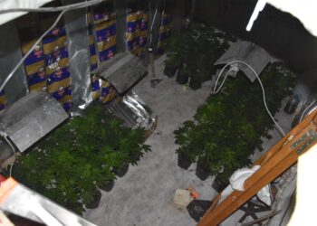 Otkrivena plantaža marihuane u Novoj Crnji