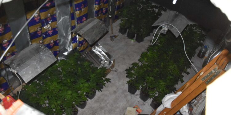 Otkrivena plantaža marihuane u Novoj Crnji