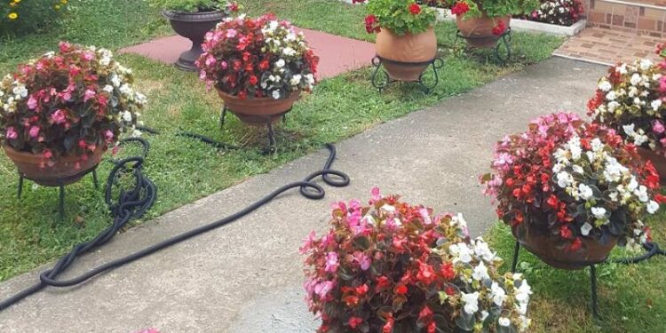 JKP ZELENILO: Dodeljen nagrade za najlepšu baštu i balkon