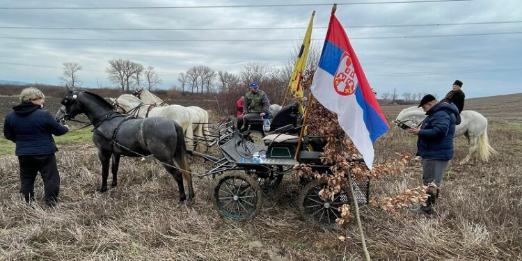 Starčevo: Odlazak po badnjak na Badnje jutro