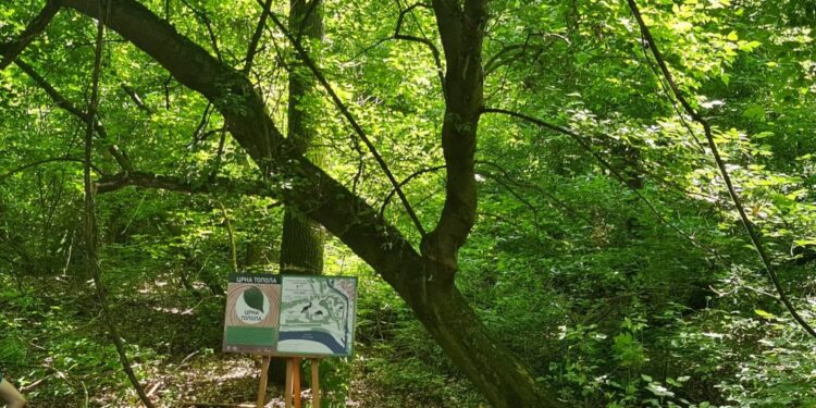 Zelena oaza Pančeva – Gradska šuma