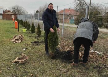 „Zasadi drvo“ u Banatskom Sokolcu