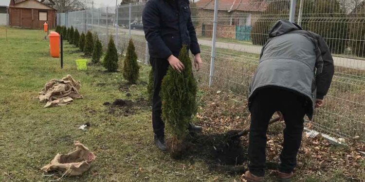 „Zasadi drvo“ u Banatskom Sokolcu