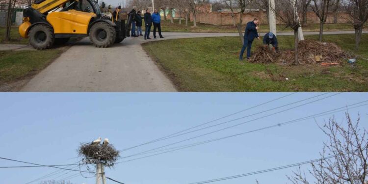 Rode vole Barandu