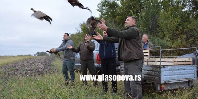 U lovišta pušteno 390 fazana