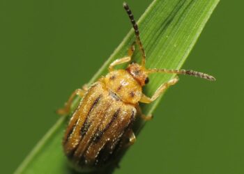 ŠVAJCARSKA: Američkim insektima protiv ambrozije?