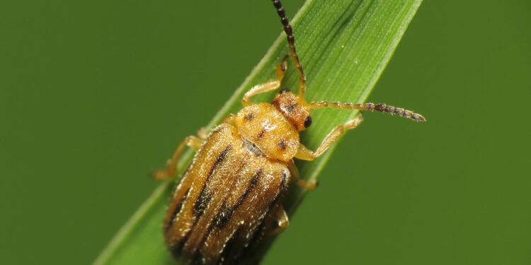 ŠVAJCARSKA: Američkim insektima protiv ambrozije?