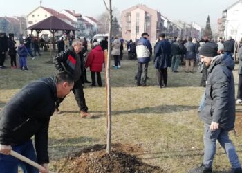 Nova velika sadnja drveća u Pančevu