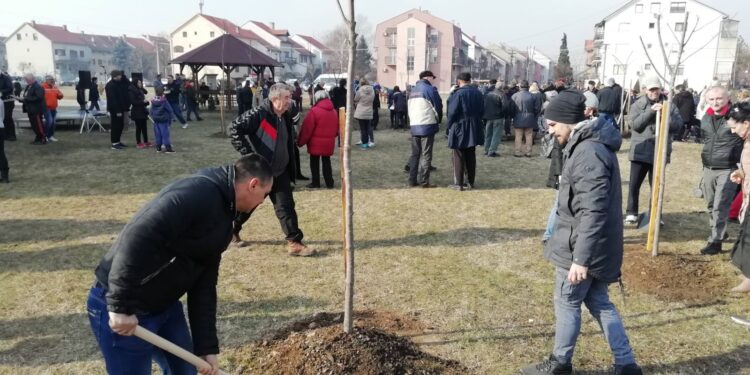 Nova velika sadnja drveća u Pančevu