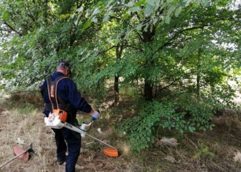 JKP ZELENILO: Intenzivno suzbijanje ambrozije na Starom Tamišu
