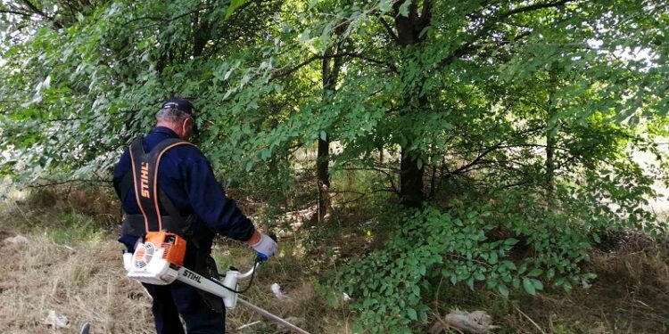JKP ZELENILO: Intenzivno suzbijanje ambrozije na Starom Tamišu