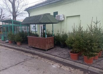 JKP Zelenilo: Spasite novogodišnju jelku, kupite je sa korenom