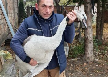 Zalutali labud vraćen u Tamiš