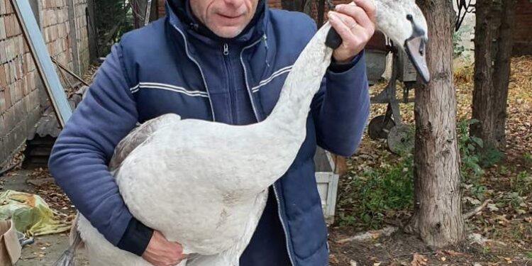 Zalutali labud vraćen u Tamiš