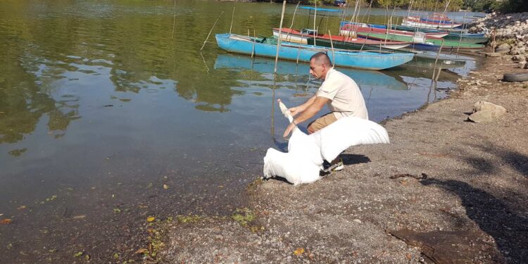 Labud umesto u Tamiš, sleteo na pistu…