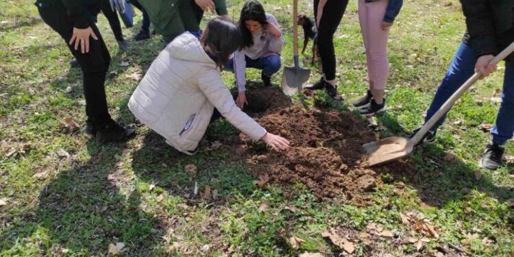 Podela besplatnih sadnica i u Pančevu u okviru akcije „Posadi svoj hlad“