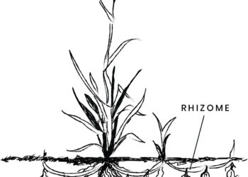 Izložba “Rizom: Ženske poetike prostora, pripadanja i uzemljenja”