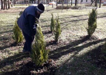 „Zasadi i ti svoje drvo“ na Kotežu 2 u subotu 8. februara