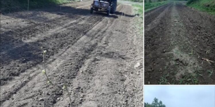 U Dolovu pokradeno 90 sadnica lešnika