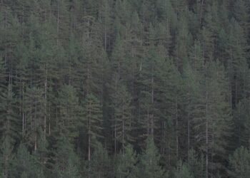 Kupite novogodišnju jelku sa busenom, ne secite drveće