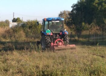 JKP Zelenilo počelo suzbijanje ambrozije