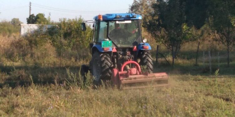 JKP Zelenilo počelo suzbijanje ambrozije