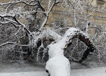 Ogromno stablo palo pod teretom snega ispred Muzeja u Pančevu