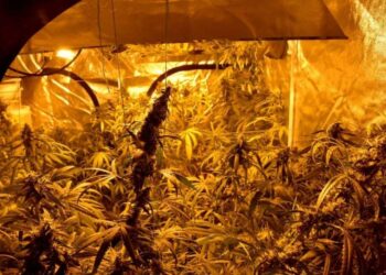 Policija otkrila laboratoriju za uzgajanje marihuane
