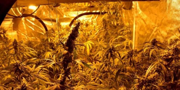 Policija otkrila laboratoriju za uzgajanje marihuane