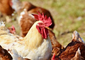 Evidentiranje gazdinstava i vakcinacija živine u Opovu
