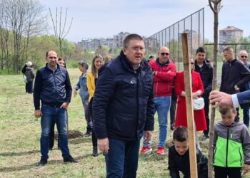 Povodom Dana planete JKP „Zelenilo“ u Pančevu zasadilo 350 sadnica platana