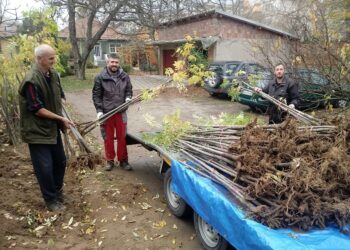 U Dolovu počinje akcija sadnje medonosnog drveća