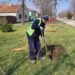 Akcija sadnje trešanja u Vojlovici na prvi dan proleća
