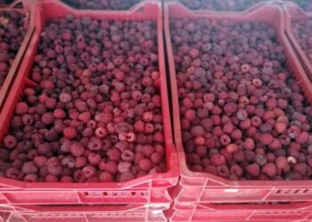 Hladnjača iz Pančeva prve maline plaća 350 dinara po kilogramu