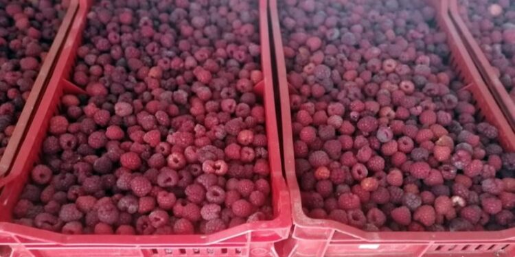 Hladnjača iz Pančeva prve maline plaća 350 dinara po kilogramu