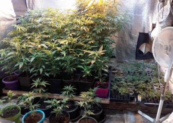 Pronadjena laboratorija za uzgoj marihuane