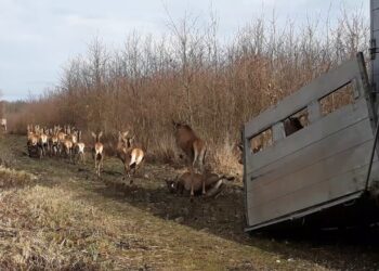 Jeleni ponovo na Vršačkim planinama
