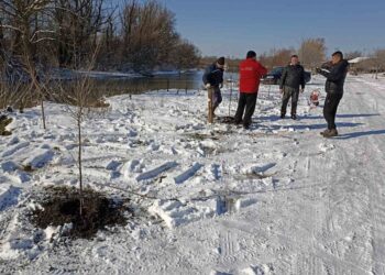 U Jabuci na obali Tamiša zasađene sadnice sibirskog bresta
