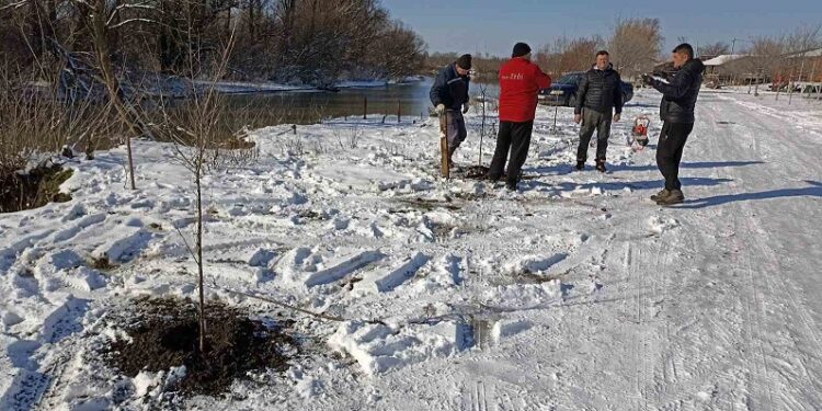 U Jabuci na obali Tamiša zasađene sadnice sibirskog bresta