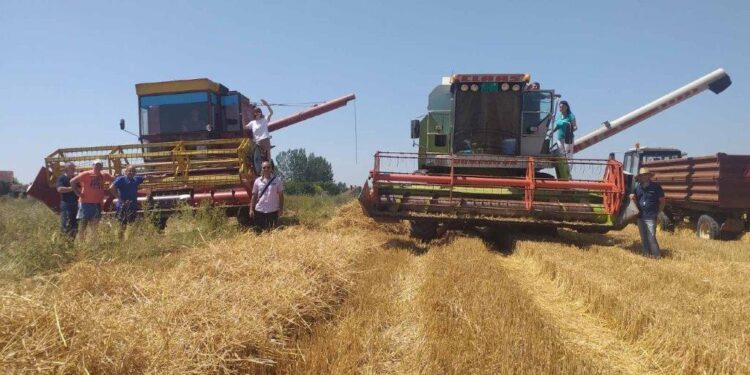 Dobra žetva pšenice na njivi srednje škole „Vasa Pelagić“ u Kovinu