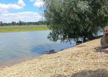 U Idvoru napravljena plaža na Tamišu