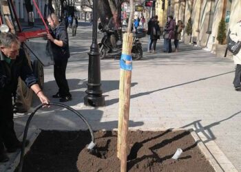 JKP Zelenilo u poslednjih godinu dana zasadilo blizu 5.000 sadnica drveća