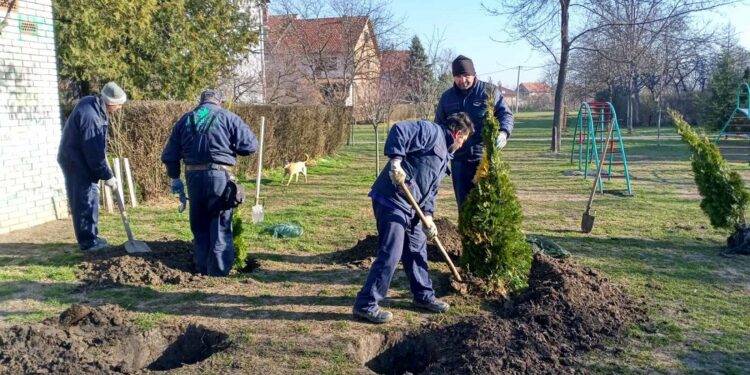 JKP Zelenilo nastavlja sadnju na više lokacija