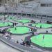 Prvenstvo Srbije u borilačkim sportovima