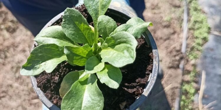PANČEVO U BOJAMA 100.000 CVETOVA: Uskoro iz rasadnika JKP “Zelenilo”