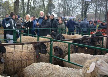 Manifestaciju “Ovčarski dan” u Sakulama nije pokvarilo loše vreme
