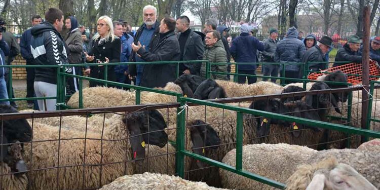 Manifestaciju “Ovčarski dan” u Sakulama nije pokvarilo loše vreme