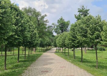 U Pančevu se očekuje povećanje koncentracije polena lipe, trava i koprive